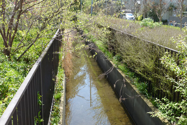 相模川左岸用水